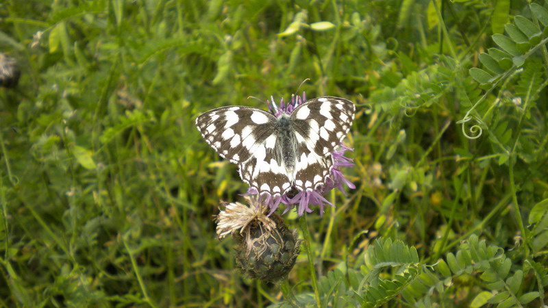 Farf.1 - Melanargia galathea e Parnassius apollo